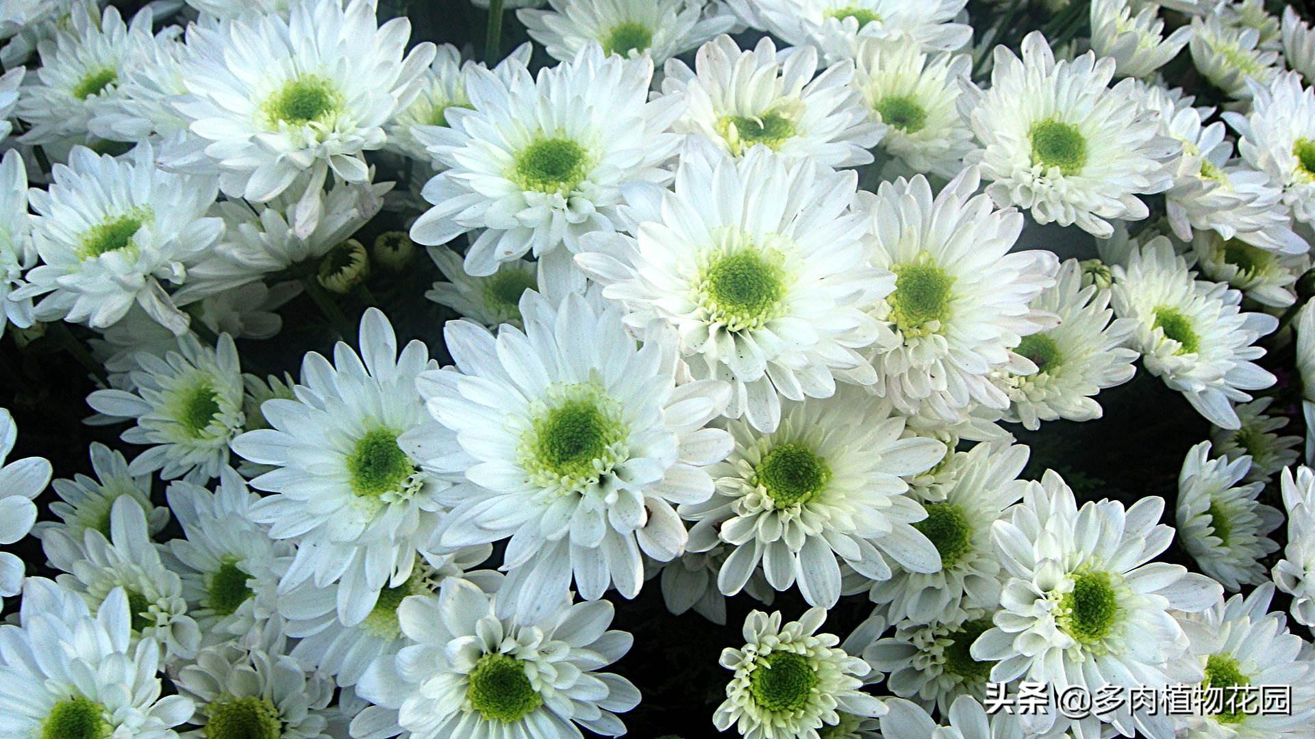 中国十大名花的象征意义(室内花卉品种植物大全)
