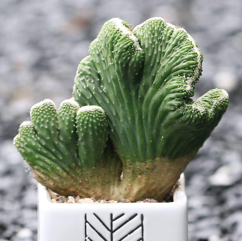 带刺的植物叫什么名字(介绍带刺盆栽植物名称)