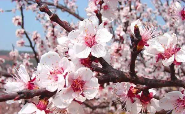 三月开什么花什么特点(盘点三月份开花的植物)