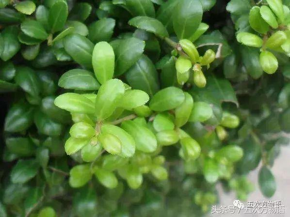 齿叶冬青生长环境(关于齿叶冬青别名)