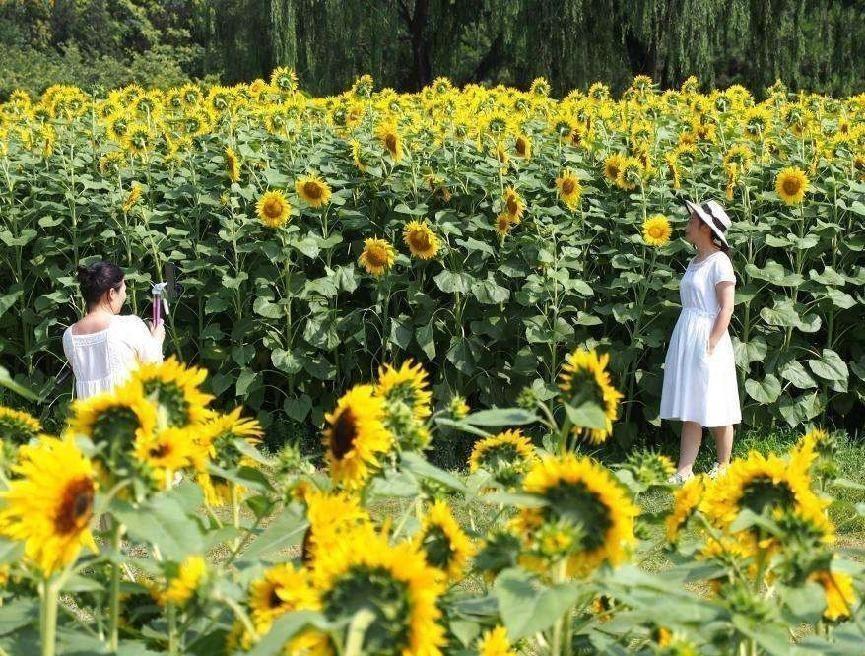 向日葵花语与寓意(讲解向日葵适合送的人)