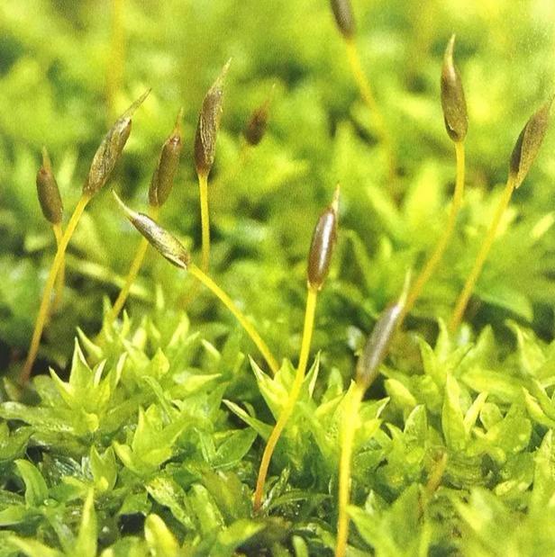 苔藓植物有哪些结构特点(常见的蕨类植物推荐)
