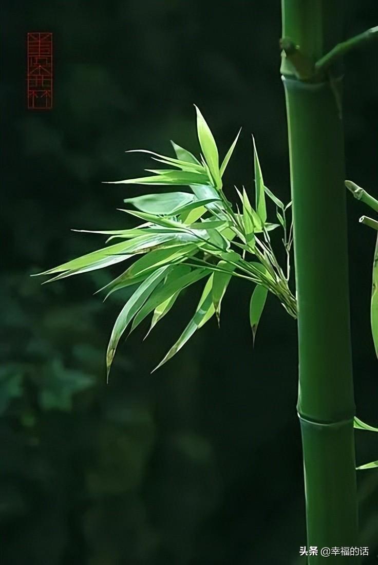 花中四君子是指什么花(梅兰竹菊四君子代表的意义)