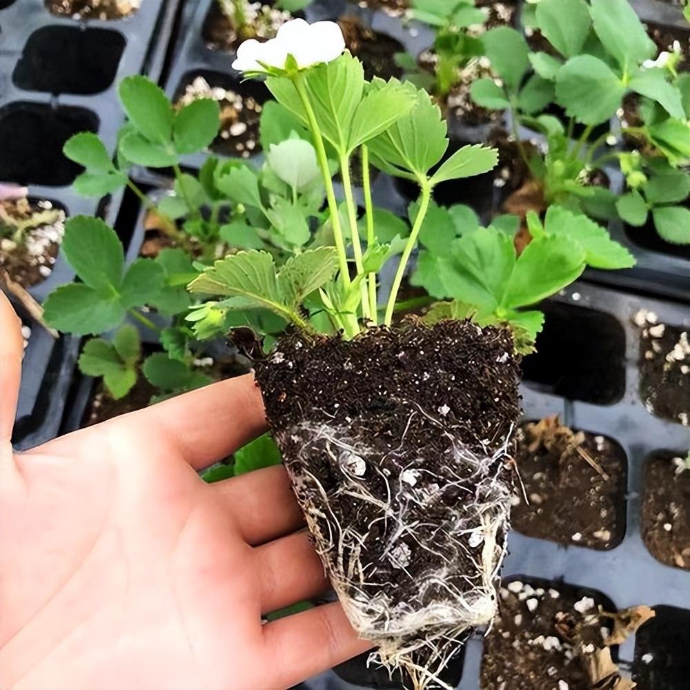家庭种草莓的方法有哪些