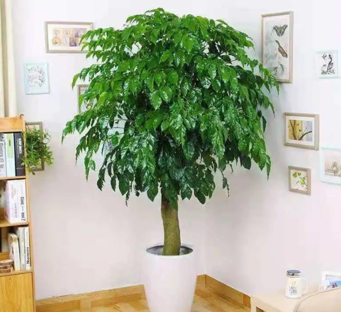 适合家里养的吉祥花卉有哪些
