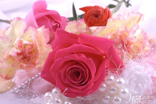 粉色康乃馨花语和寓意（分享康乃馨真正的花语）