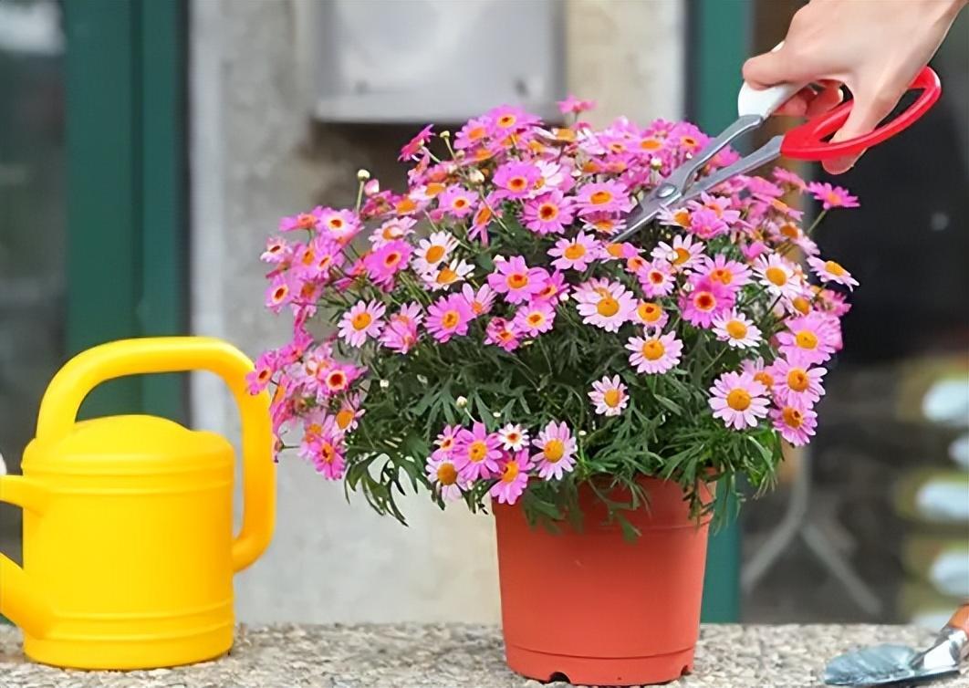 室内阳台种什么花好看又好养(最好养的阳台植物)