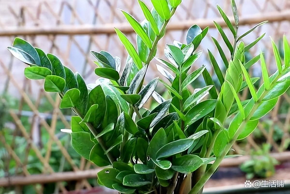 金钱树换盆的正确方法是什么