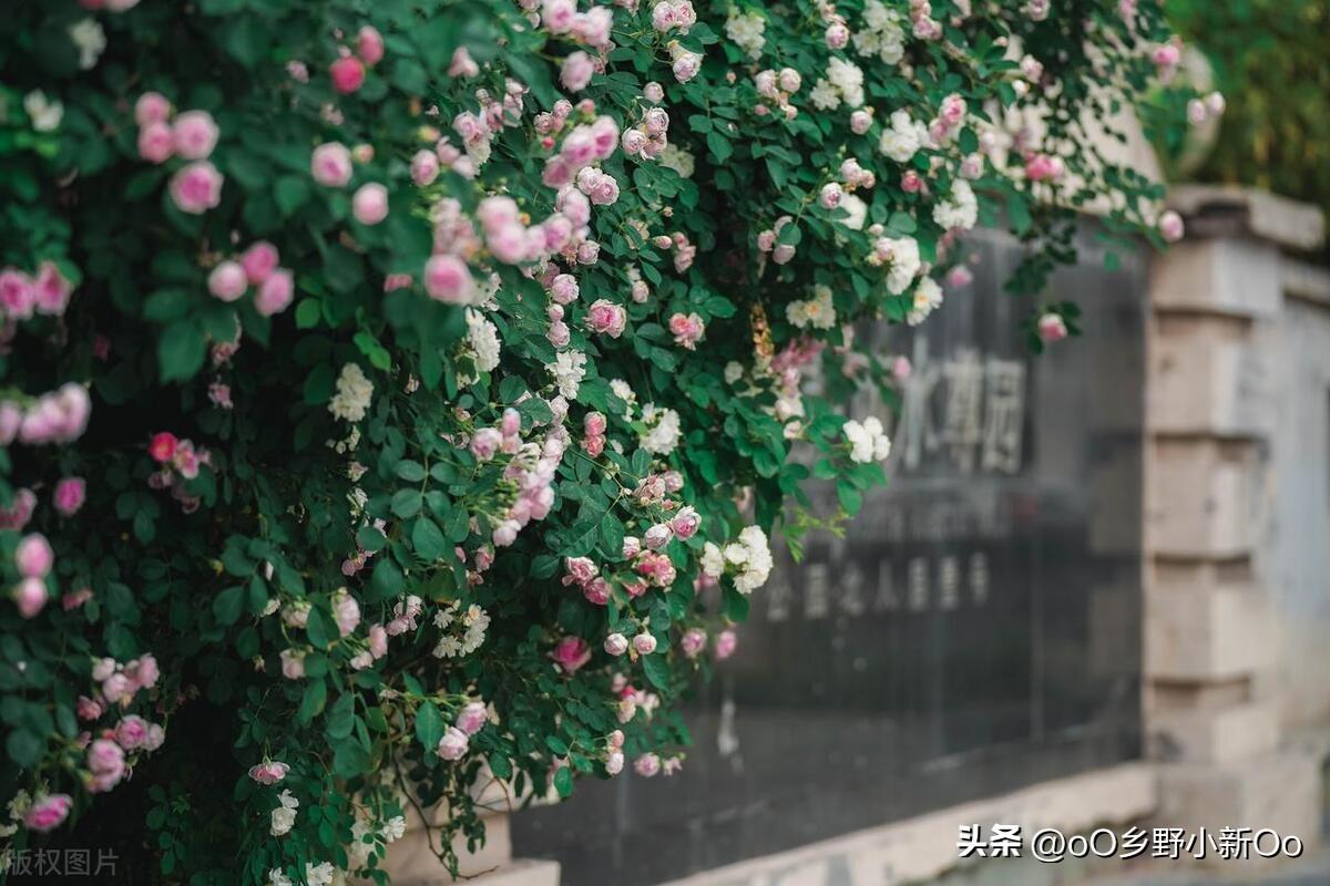 蔷薇花花期长的品种