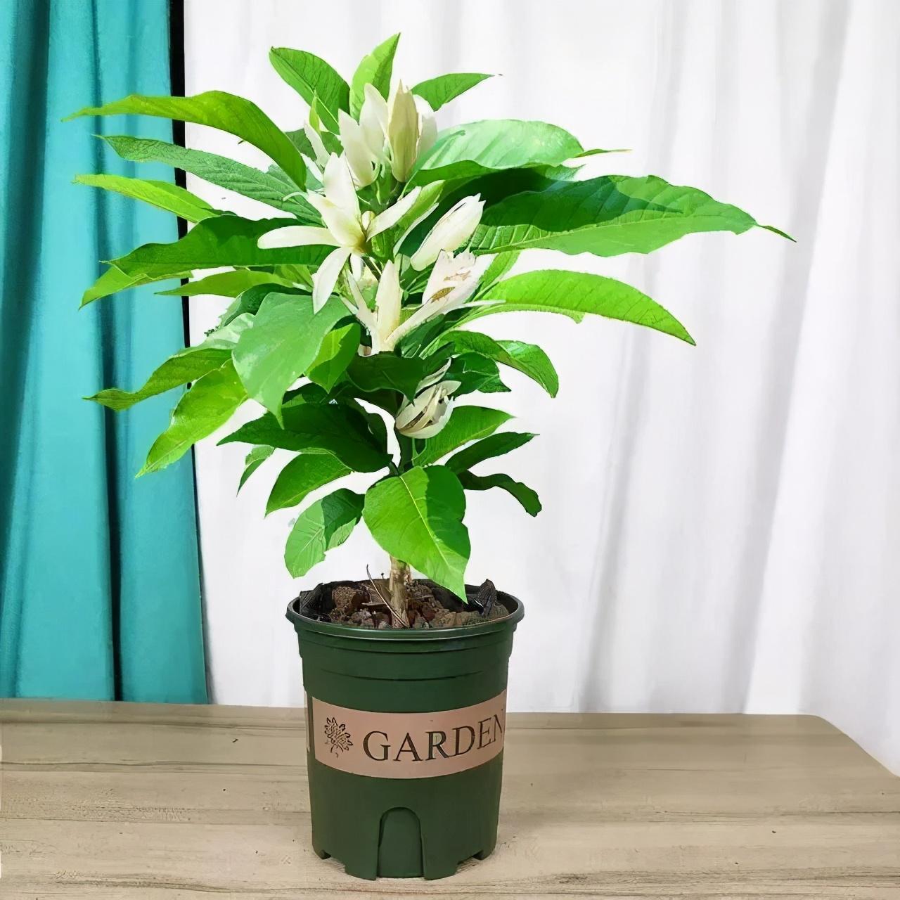 最香的花是什么花