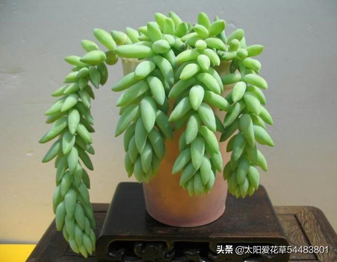 翡翠景天多肉叶插教程