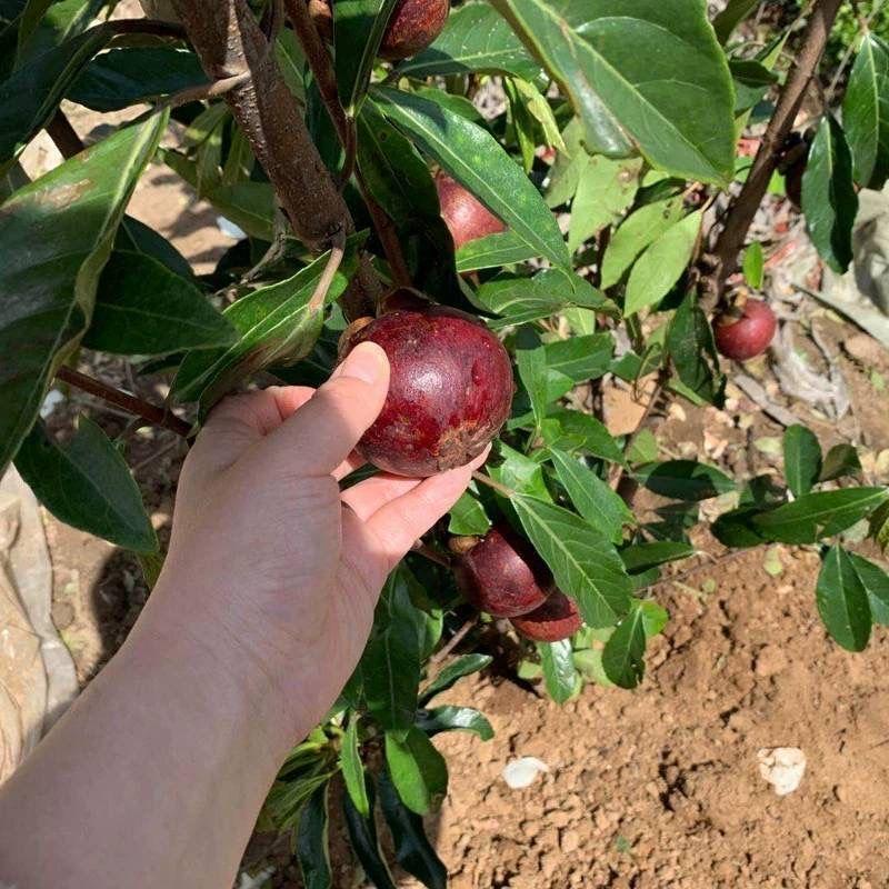 山竹树的种植方法和过程