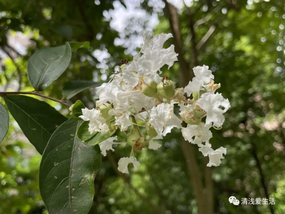 紫薇花期多长