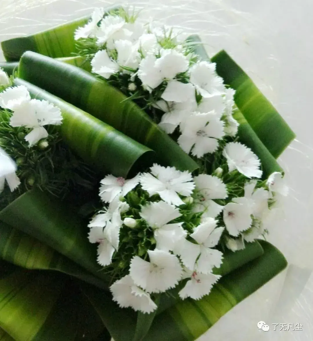 相思梅的花语寓意是什么