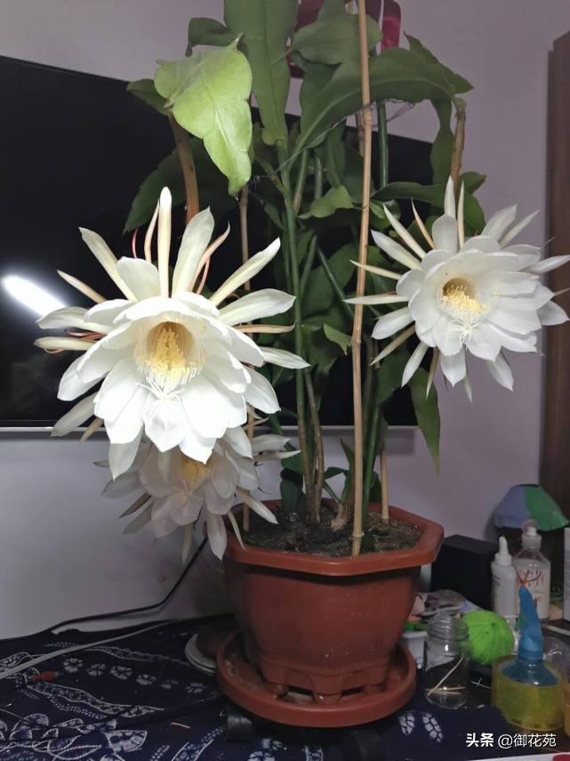 昙花的花语和寓意