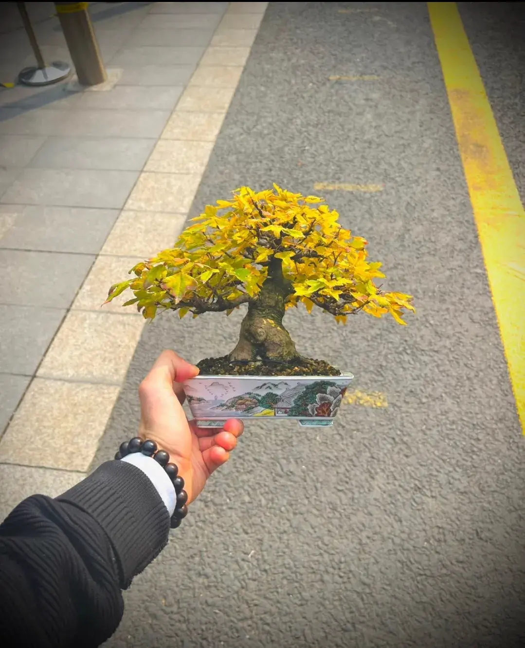 珍珠梅盆景叶子发黄掉落是怎么回事