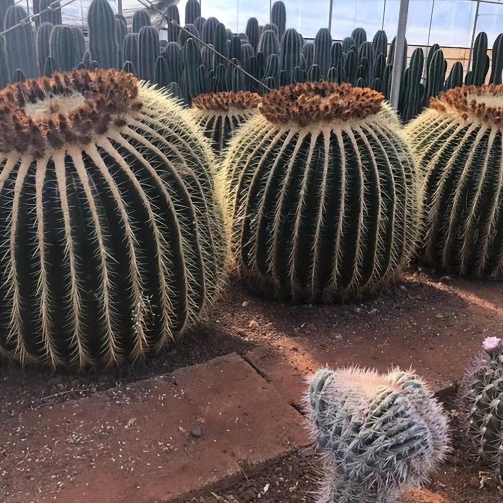 金虎仙人球开花吗