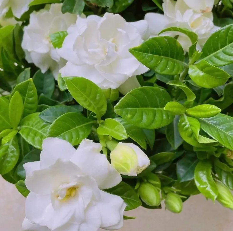 喜碱性植物花卉大全