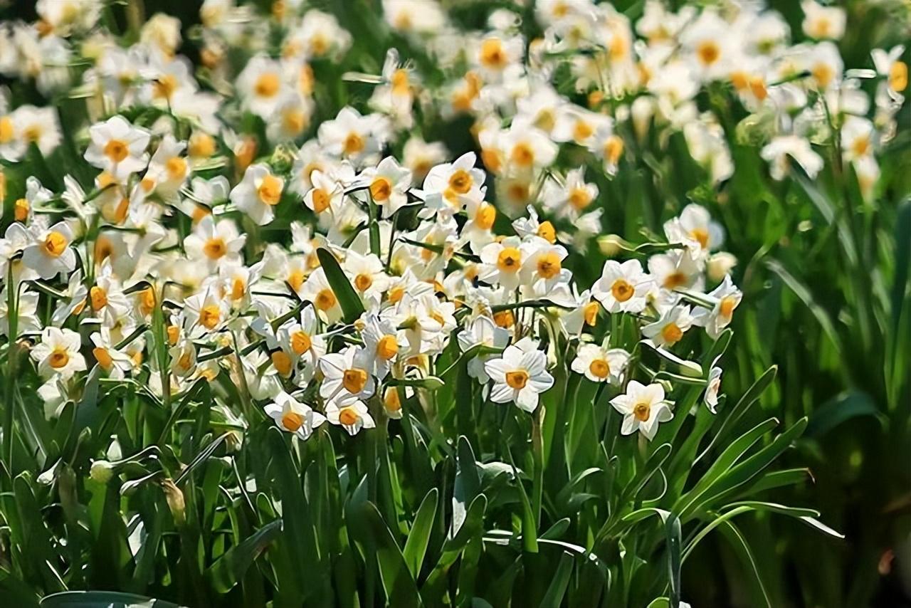 鸢尾花有毒吗