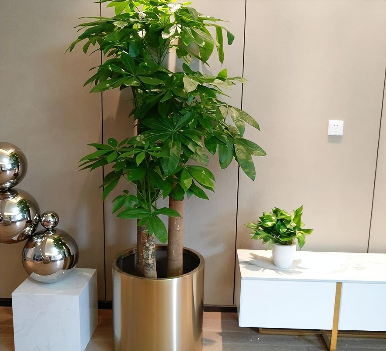 客厅适合摆放的十大植物