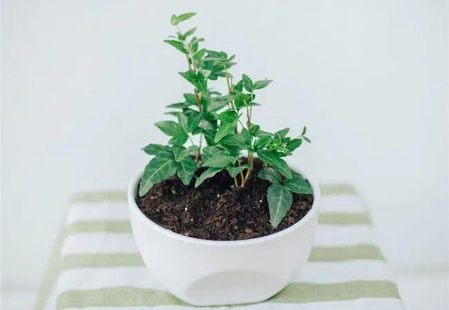 常春藤可以扦插繁殖吗