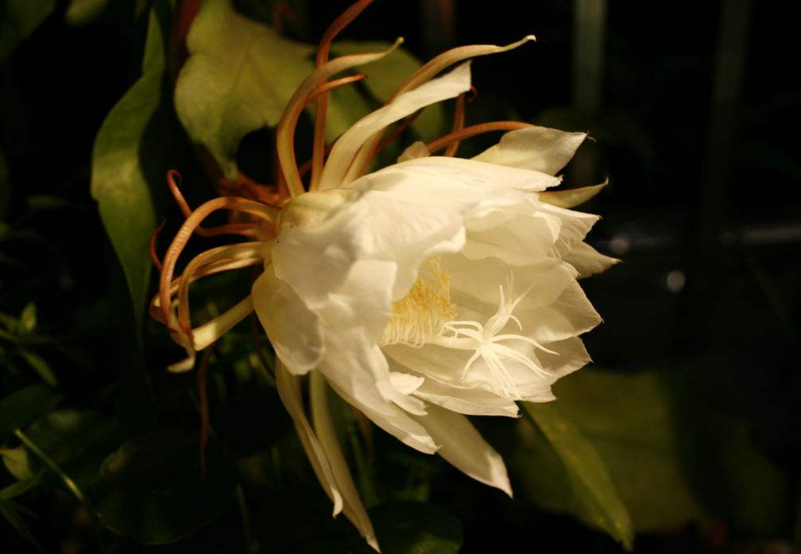 昙花最贵的品种是什么