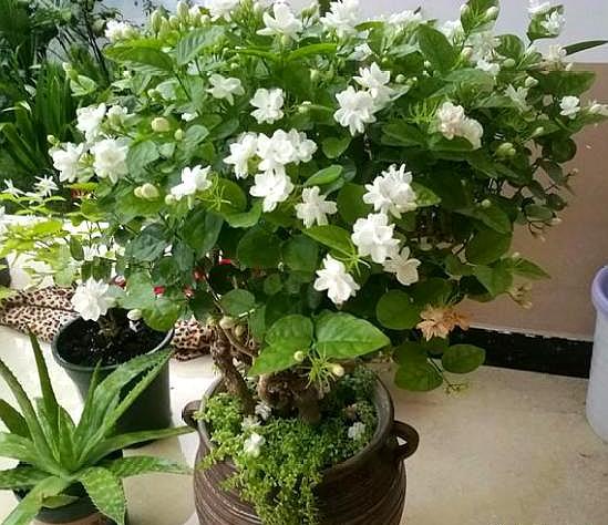 茉莉花掉叶子是怎么回事