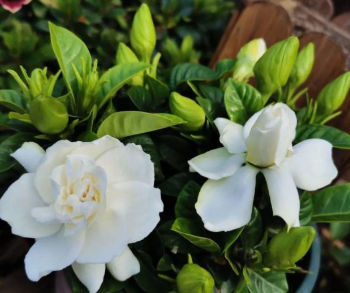 冬天栀子花好养活吗