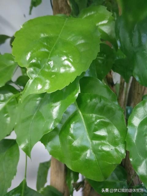 室内花有哪些好养