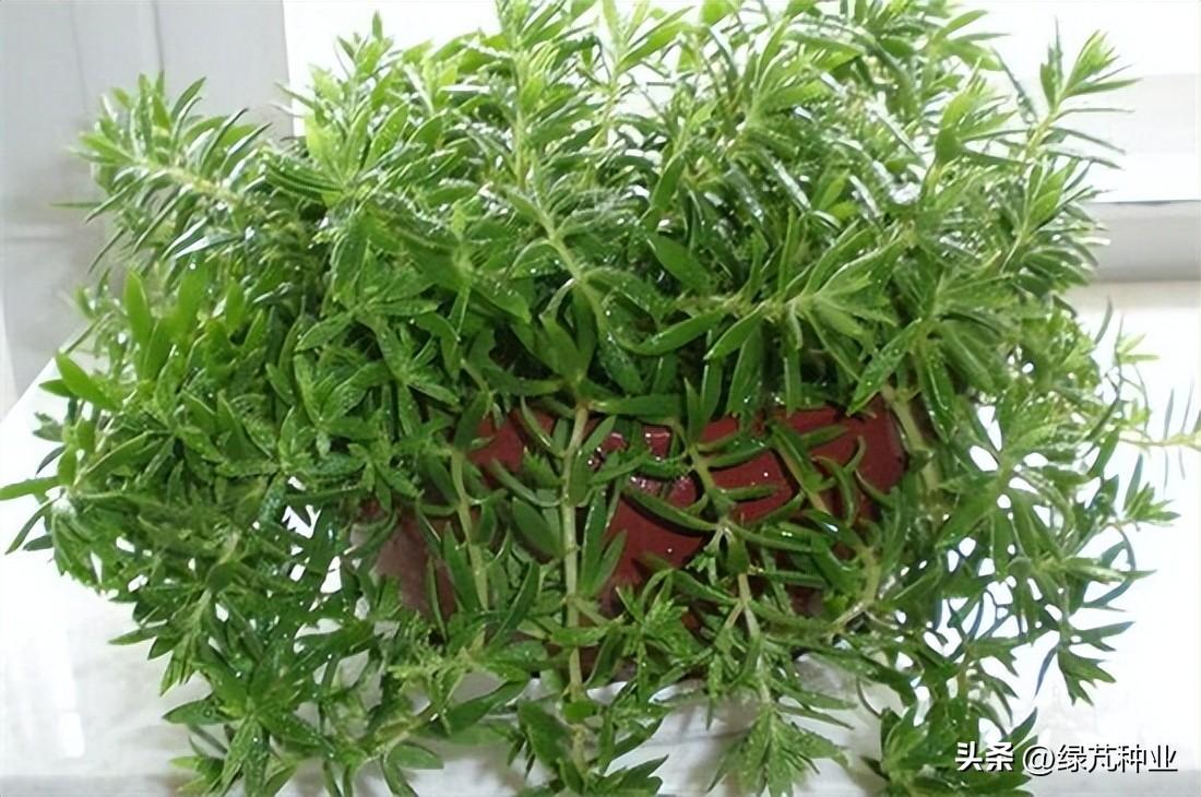 佛甲草冬季怎么处理最好