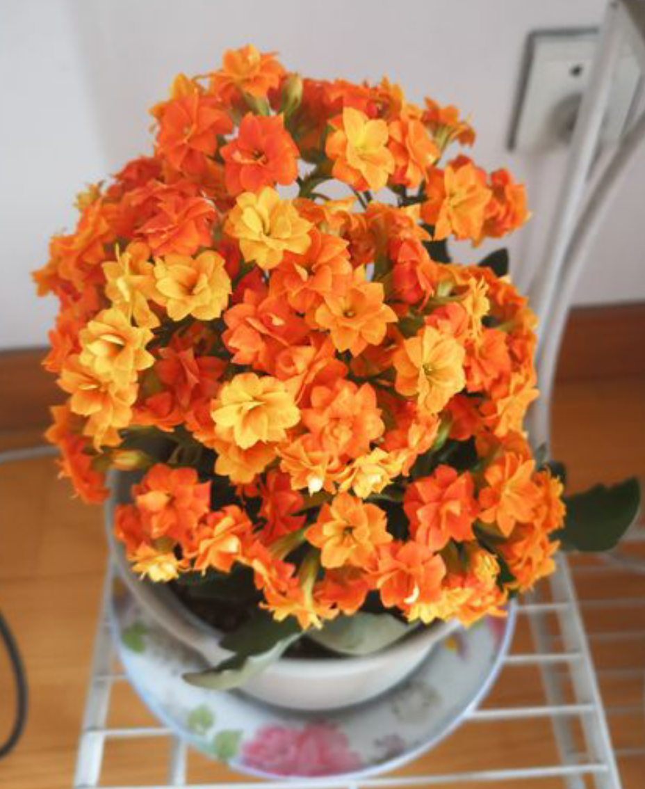 长寿花夏天怎么修剪怎么养