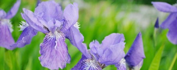 黄花鸢尾怎么种植