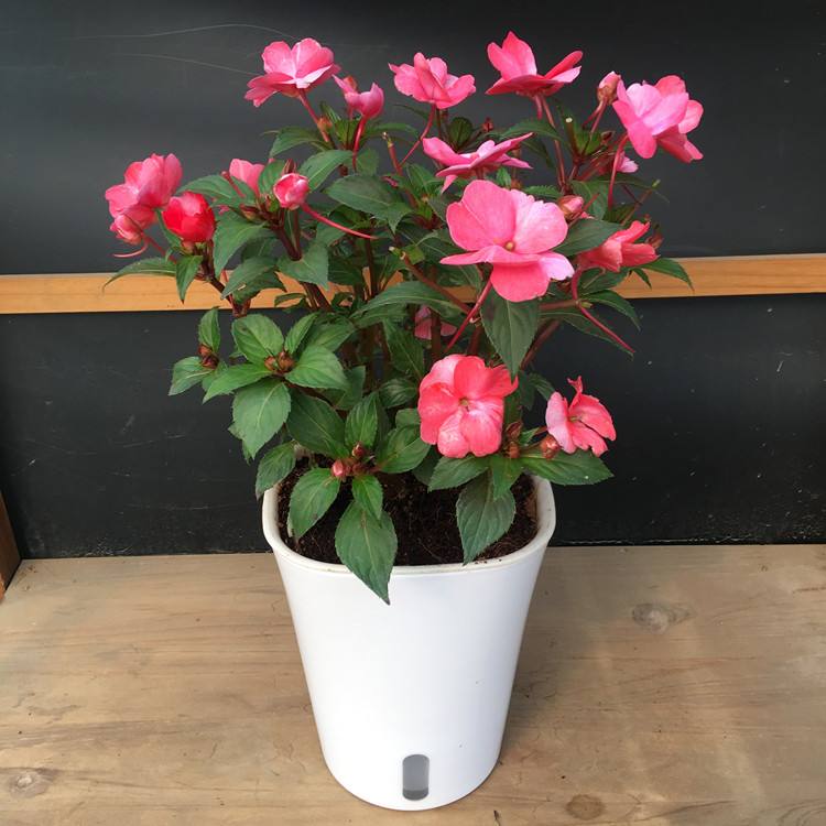 凤仙花生长过程