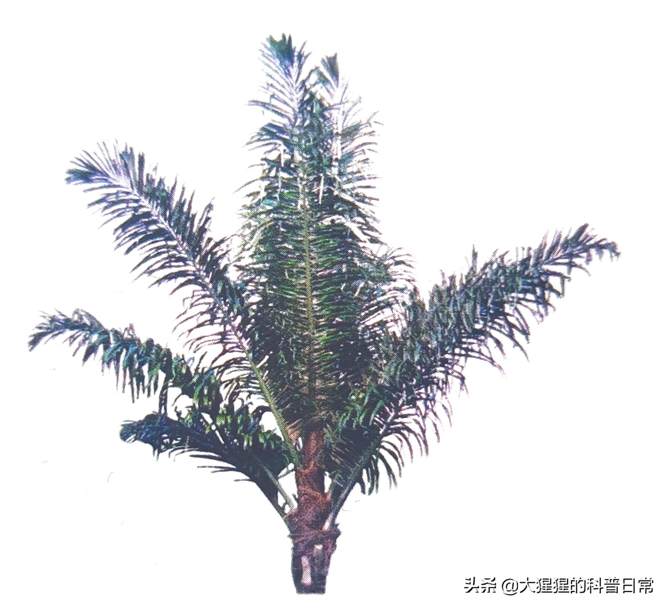 单子叶植物种子有哪些种类