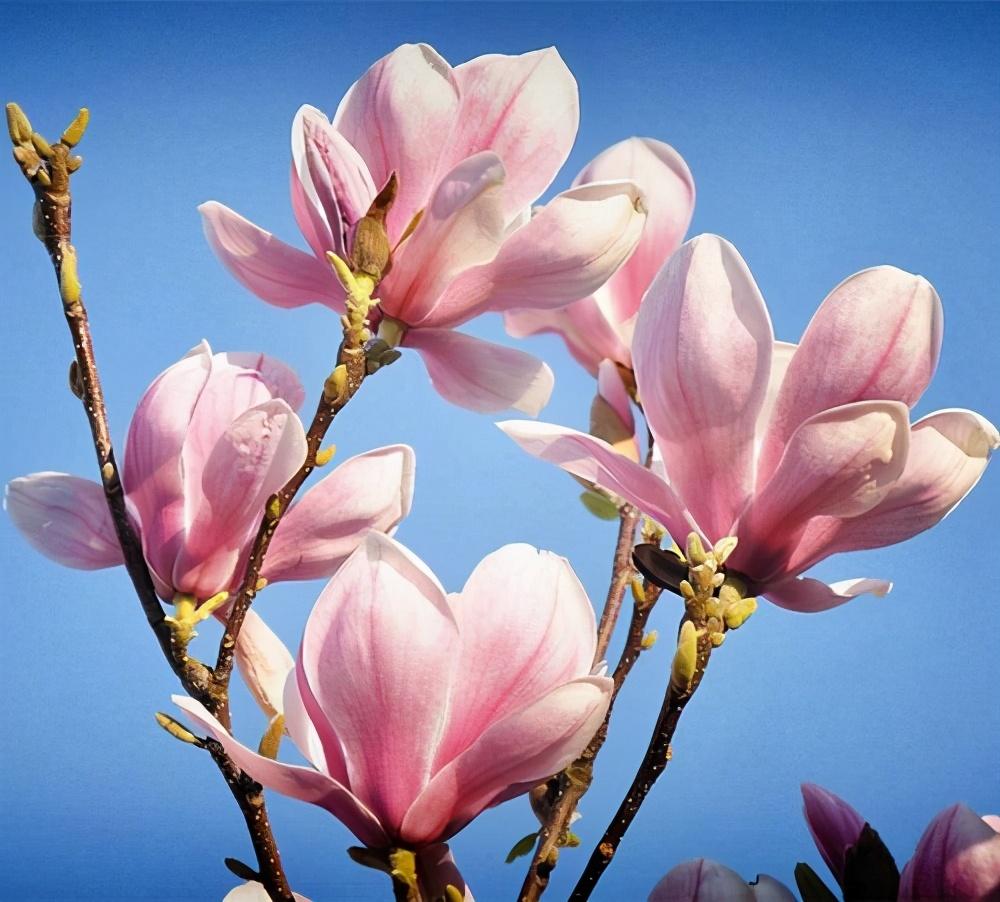 望春玉兰花语是什么