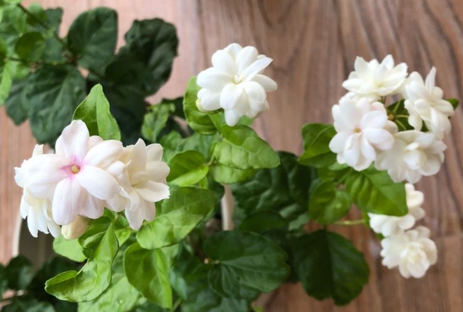 茉莉花怎样剪枝才能开花最旺
