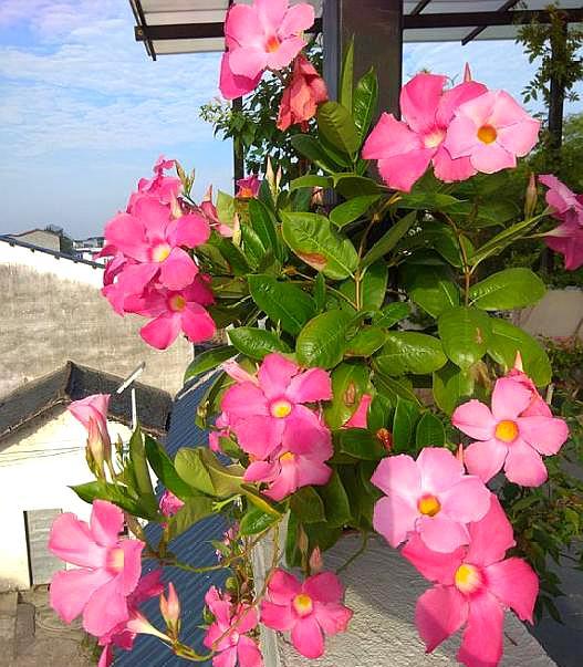 详细阅读:飘香藤的养殖方法和注意事项 飘香藤的养殖方法和注意事项