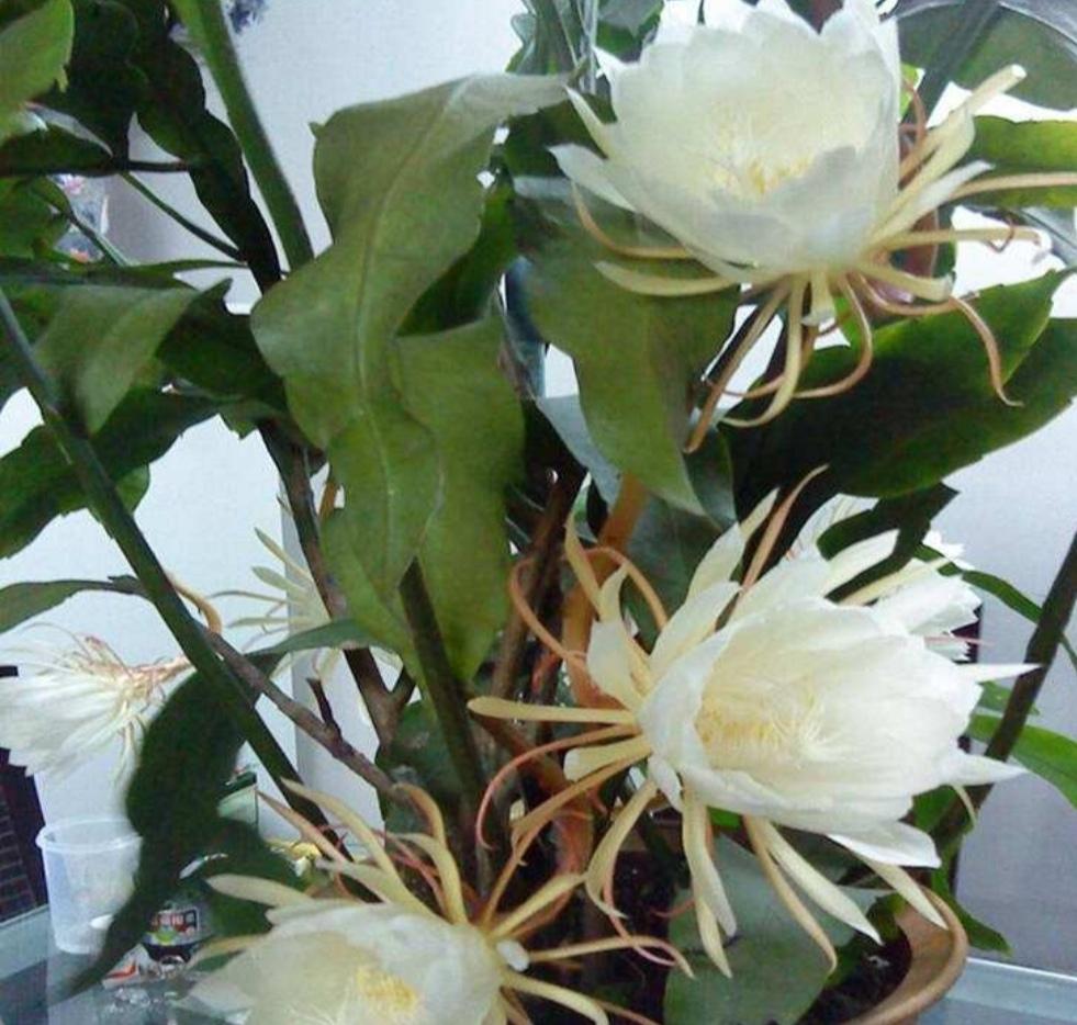 昙花为什么在晚上开花的原因