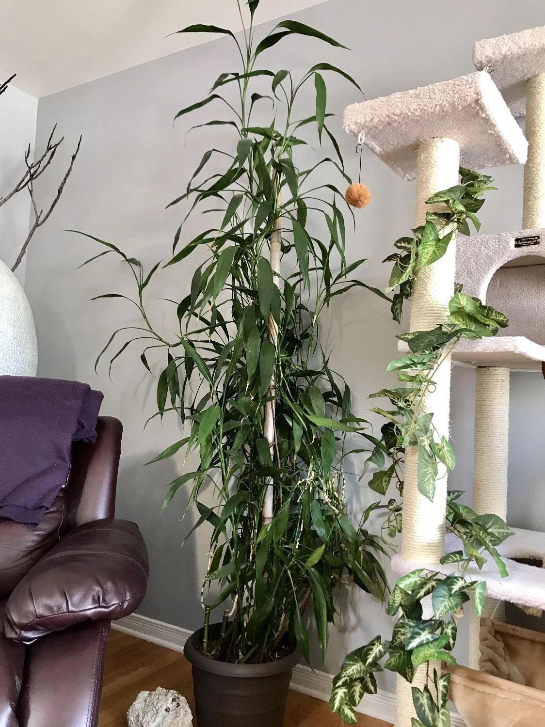 富贵竹剪下的杆能用水养活吗