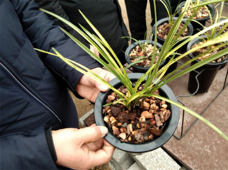 兰花喜水还是不喜水好养