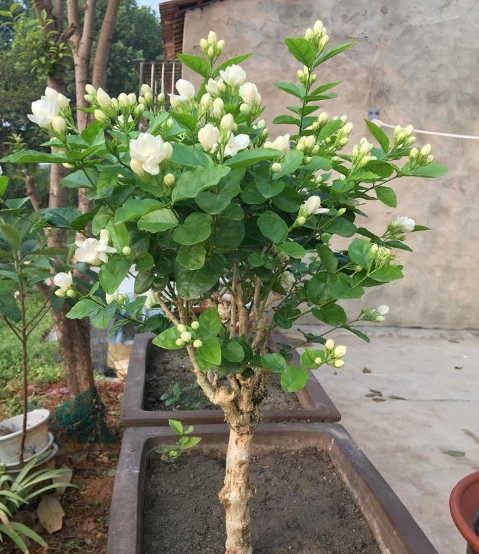 茉莉花怎样剪枝才能开花最旺