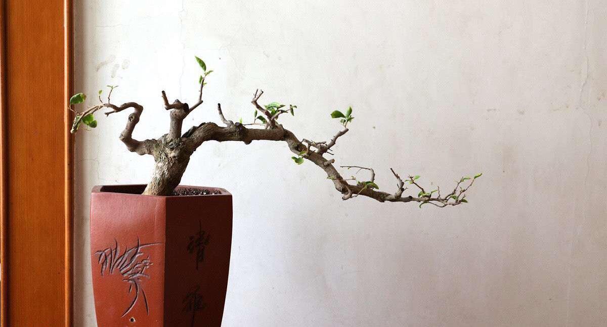 三角梅怎么修剪开花