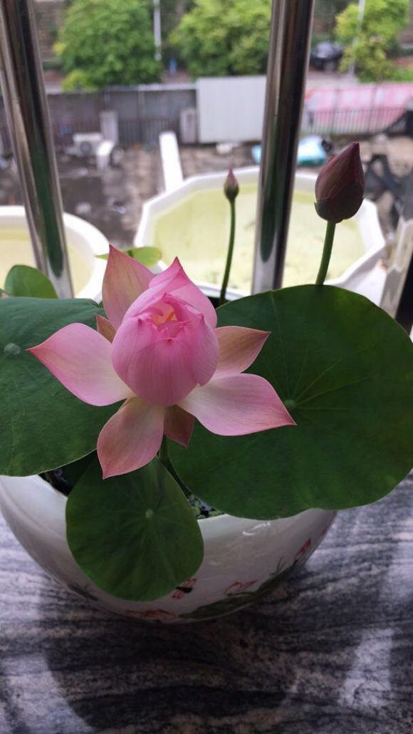 碗莲什么时候开花水培好
