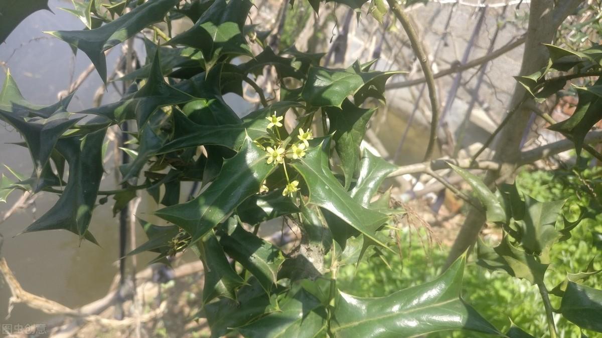 枸骨树盆景家里能养吗
