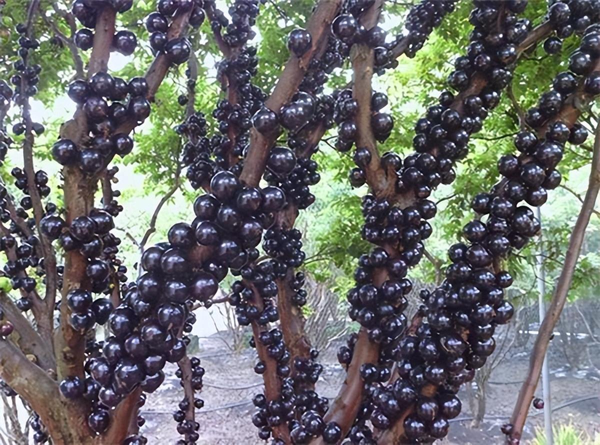 山竹树的种植方法和过程