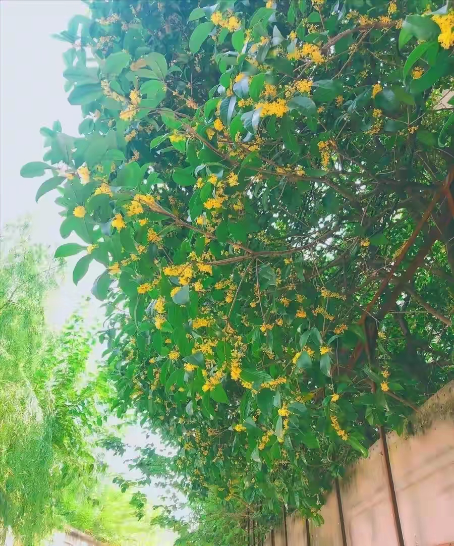 镇宅十大吉树是哪些