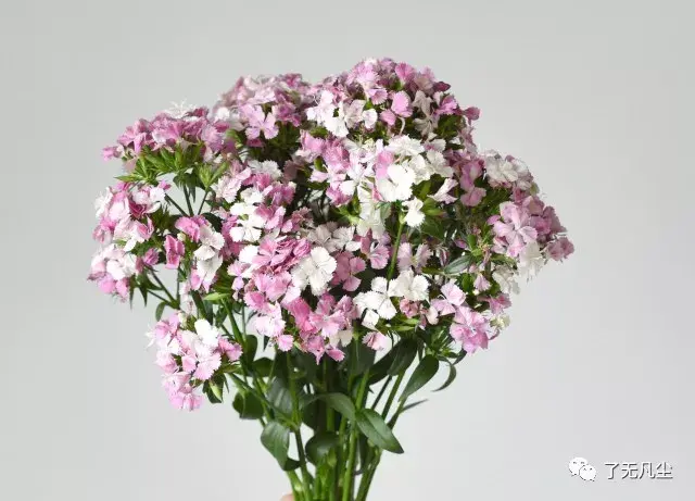 相思梅的花语寓意是什么