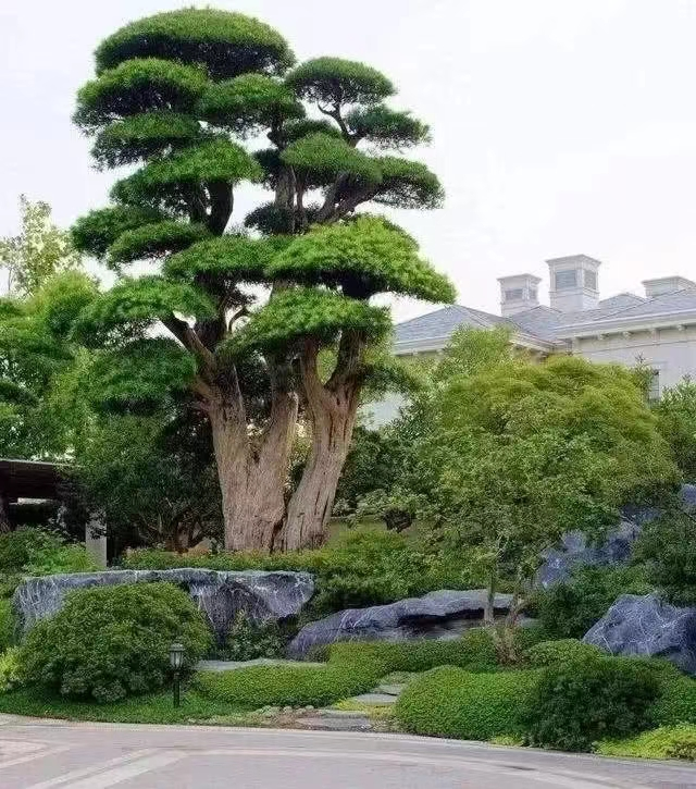 镇宅十大吉树是哪些