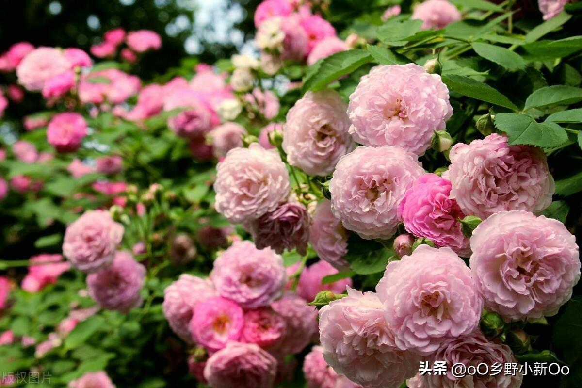 蔷薇花花期长的品种