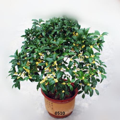 桂花6月份怎么会开花